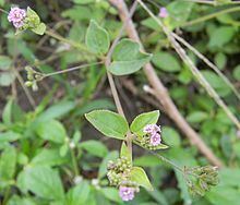 Boerhavia diffusa httpsuploadwikimediaorgwikipediacommonsthu