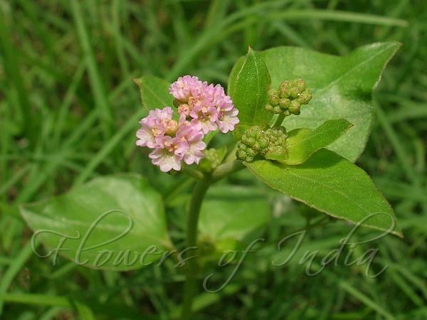 Boerhavia diffusa Boerhavia diffusa Red Spiderling