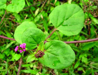 Boerhavia diffusa Boerhavia diffusa L Species India Biodiversity Portal