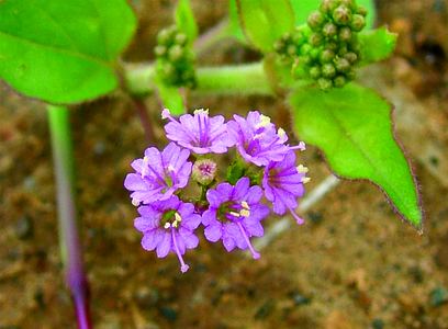 Boerhavia diffusa Boerhavia diffusa L Species India Biodiversity Portal