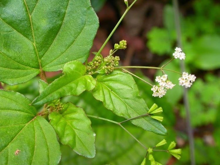 Boerhavia erecta Boerhavia erecta Seemai mookarattai