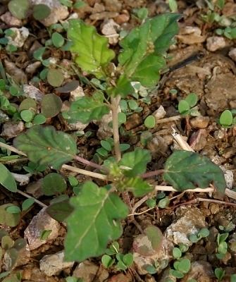 Boerhavia erecta Boerhavia erecta Useful Tropical Plants