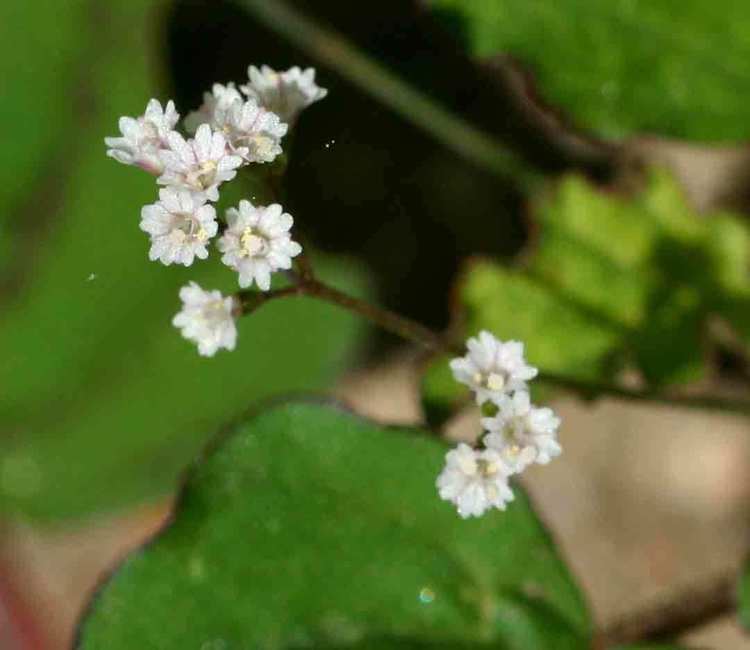 Boerhavia erecta Flora of Mozambique Species information individual images