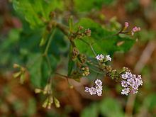 Boerhavia erecta httpsuploadwikimediaorgwikipediacommonsthu