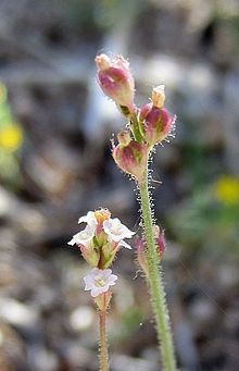 Boerhavia wrightii httpsuploadwikimediaorgwikipediacommonsthu