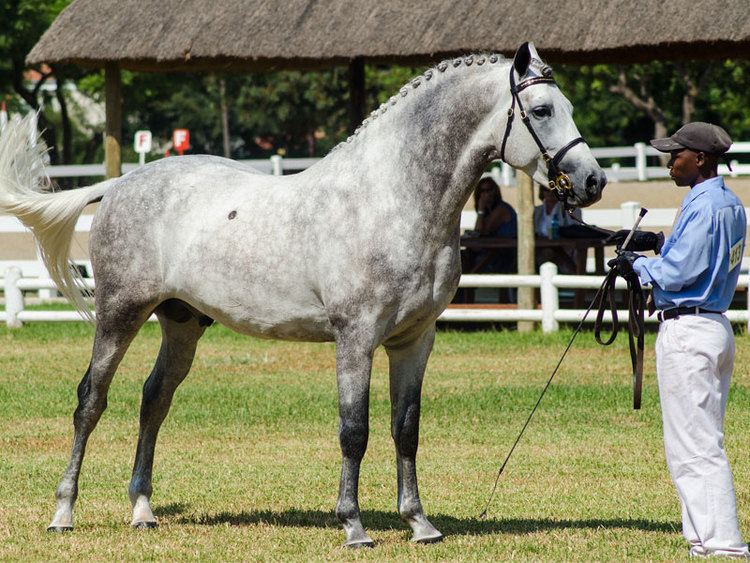Boerperd SA Boerperd Horse of the Year Show 2016