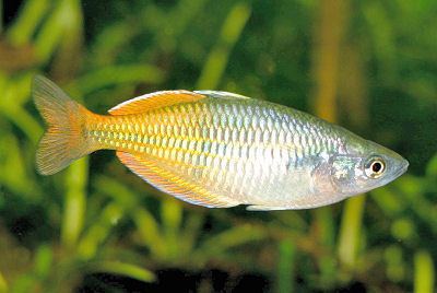 Boeseman's rainbowfish Boeseman39s Rainbowfish Melanotaenia boesemani Bicolor Rainbowfish