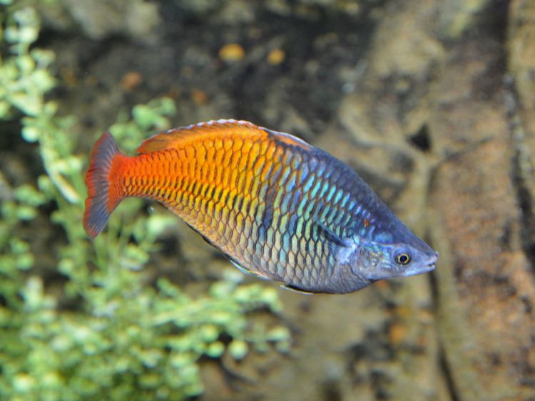 Boeseman's rainbowfish The Online Zoo Boeseman39s Rainbowfish