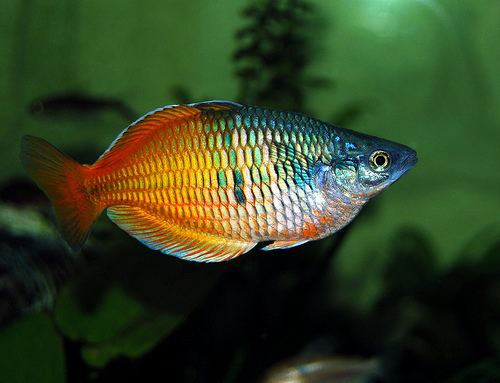 Boeseman's rainbowfish httpsfarm4staticflickrcom3593335684258845