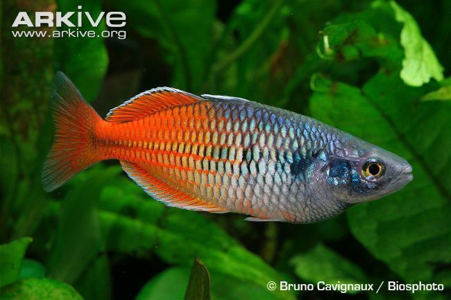 Boeseman's rainbowfish Boeseman39s rainbowfish videos photos and facts Melanotaenia