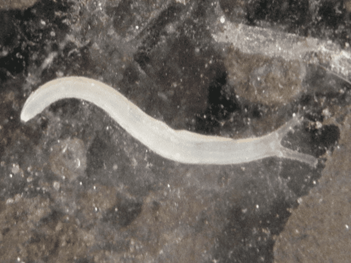 Boettgerilla pallens Underground life of Boettgerilla pallens gastropods