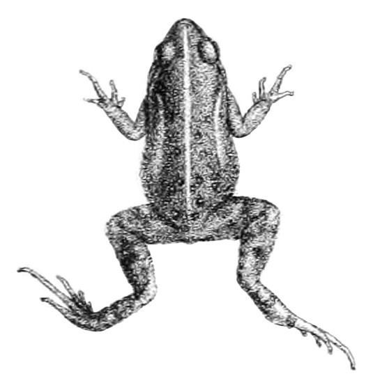 Boettger's dainty frog