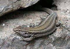 Boettger's lizard httpsuploadwikimediaorgwikipediacommonsthu