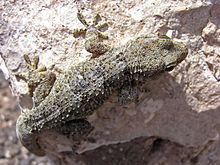 Boettger's wall gecko httpsuploadwikimediaorgwikipediacommonsthu