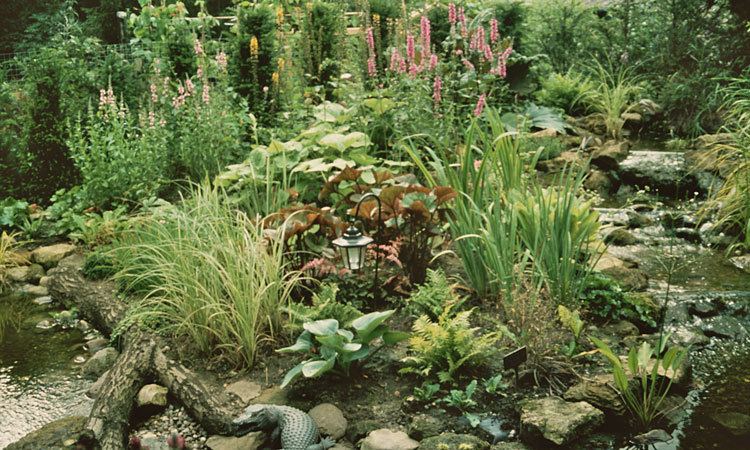 Bog garden How to build a 39bog garden39 around your pond Waterside Nursery