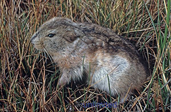 Southern Bog Lemming