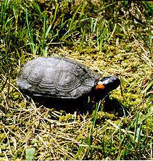 Bog turtle httpsuploadwikimediaorgwikipediacommonsthu