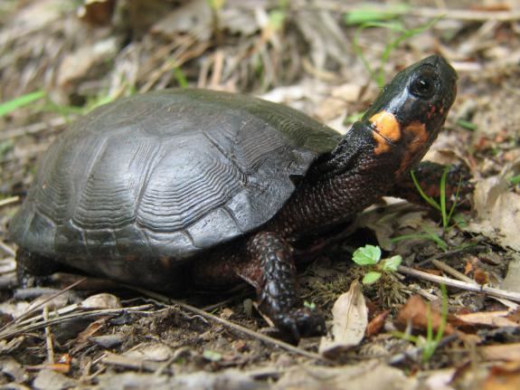 Bog turtle Protecting Bald Eagles Peregrine Falcons Ospreys Treefrogs and