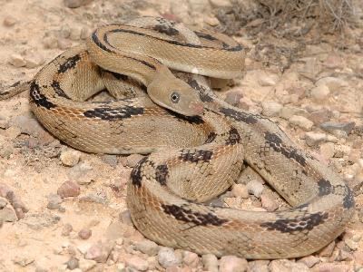 Bogertophis Southwestern Center for Herpetological Research Snakes of the