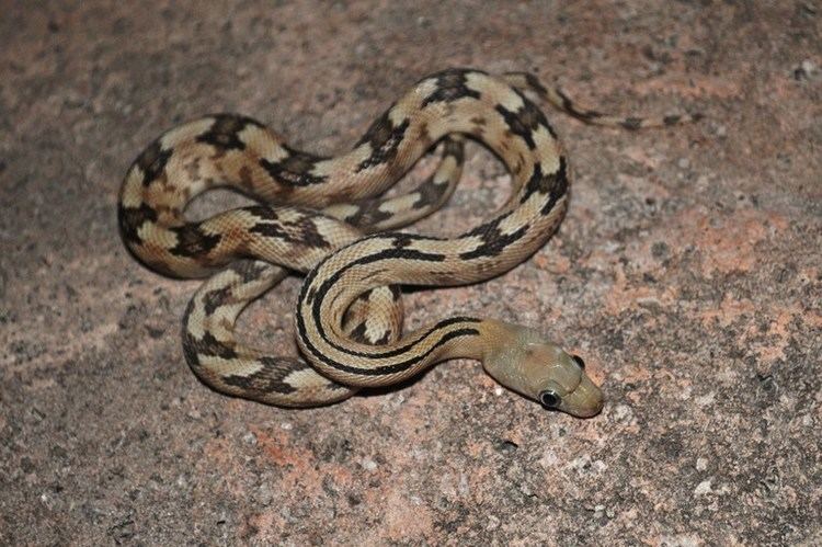 Bogertophis CalPhotos Bogertophis subocularis Trans Pecos Rat Snake