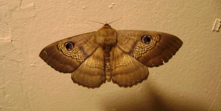 Bogong moth bogong moth by benzine28 on DeviantArt