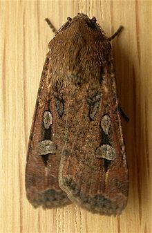 Bogong moth httpsuploadwikimediaorgwikipediacommonsthu