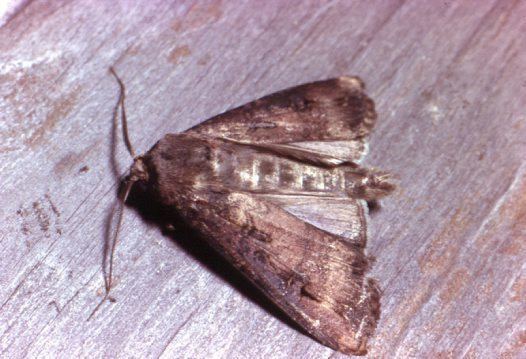 Bogong moth Bogong Moth Australian Museum