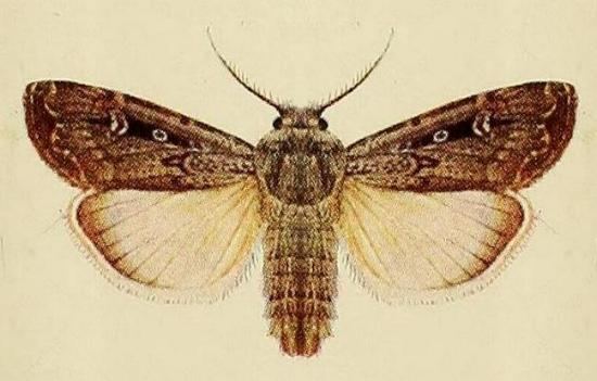 Bogong moth Agrotis infusa