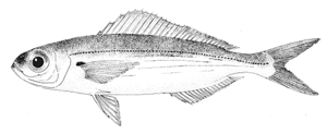 Bogue (fish) FAO Fisheries amp Aquaculture Species Fact Sheets Boops boops