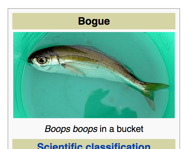 Bogue (fish) Back of the Cereal Box Boops boops in a Bucket