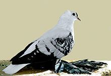 Bohemian Fairy Swallow pigeon httpsuploadwikimediaorgwikipediacommonsthu