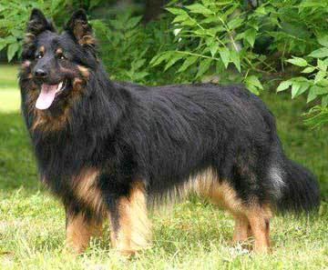 Bohemian Shepherd Bohemian Shepherd dog breed information pictures and facts