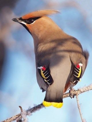 Bohemian waxwing Bohemian Waxwing Identification All About Birds Cornell Lab of