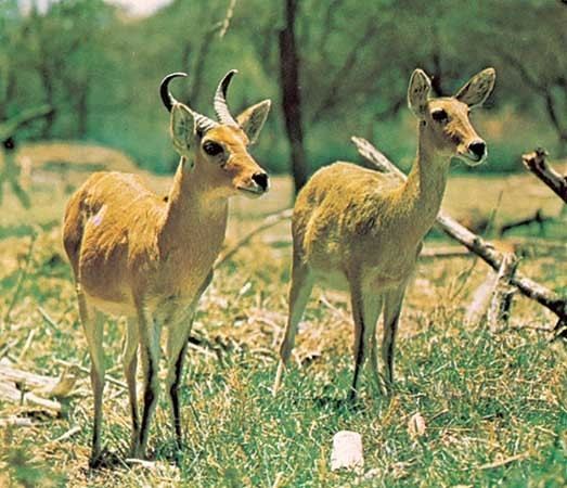 Bohor reedbuck bohor reedbuck mammal Britannicacom