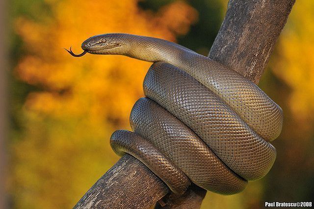 Boidae The Rubber boa Charina bottae is a snake in the family Boidae that