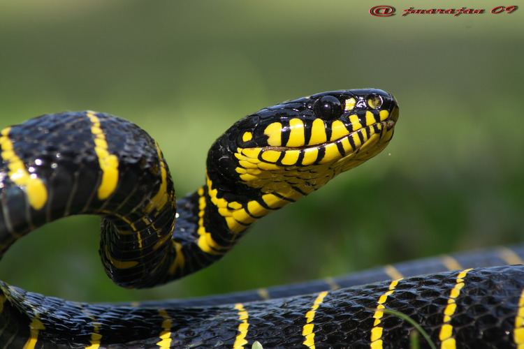 Boiga dendrophila boiga dendrophila yellow ringed cat snake mangrove sna Flickr