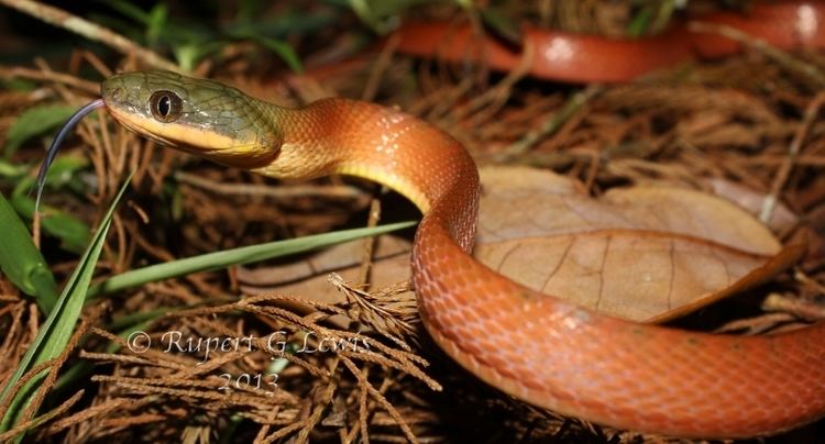 Boiga nigriceps Field Herp Forum View topic Final West Malaysia Adventure July