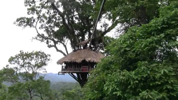 Bokeo Nature Reserve Ziplining in Bokeo Nature Reserve Laos crashing into our tree