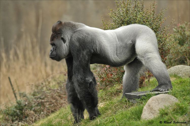 Bokito (gorilla) Blijdorp Zoo Rotterdam Bokito Gorilla 20120313ND3827 Flickr