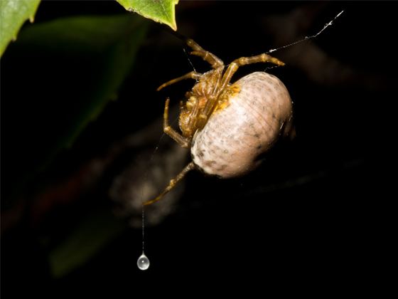 Bolas spider Bolas spiders masters of deception spiderbytes