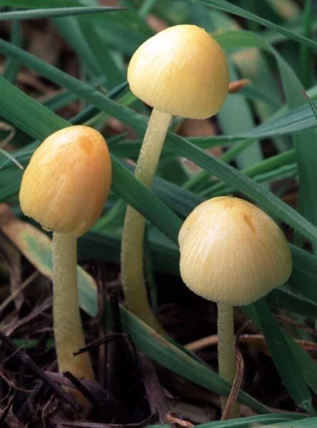 Bolbitius California Fungi Bolbitius titubans