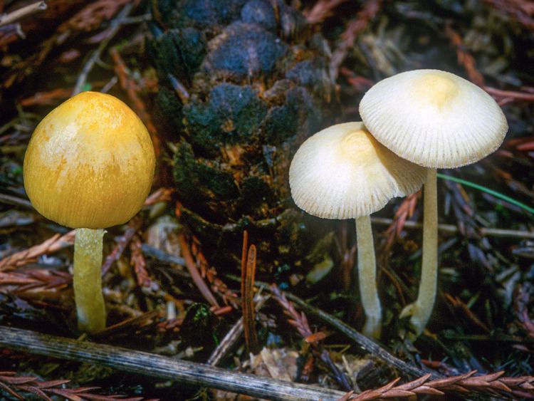 Bolbitius California Fungi Bolbitius titubans