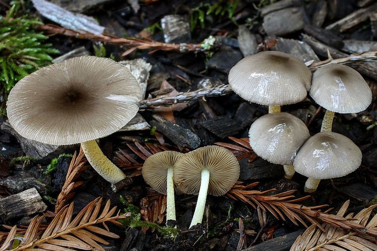 Bolbitius California Fungi Bolbitius reticulatus