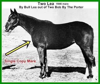 Bold Ruler Bold Ruler Was Not Just a Normal Heart Sire Dynasty Pedigree
