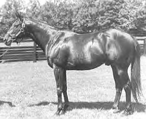 Bold Ruler Bold Ruler 1957 Horse of the Year