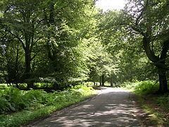 Bolderwood, Hampshire httpsuploadwikimediaorgwikipediacommonsthu
