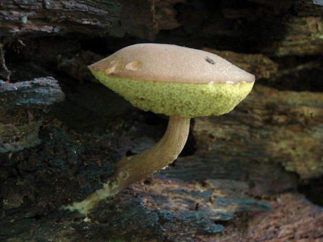 Boletellus Boletellus chrysenteroides at Indiana Mushrooms