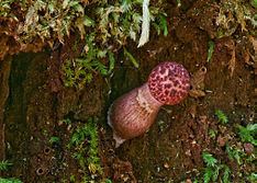 Boletellus emodensis httpsuploadwikimediaorgwikipediacommonsthu