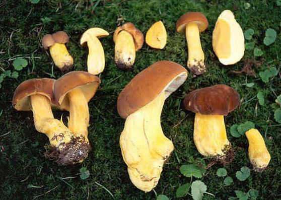 A bunch of uprooted Boletus auripes mushrooms on different sizes.
