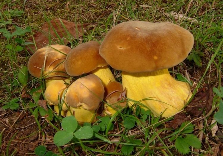 A troop of Boletus auripes mushrooms with their yellow stalks and brown caps growing among grasses.
